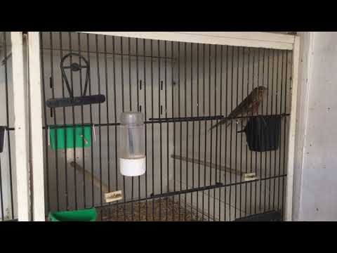 Breeding greenfinches