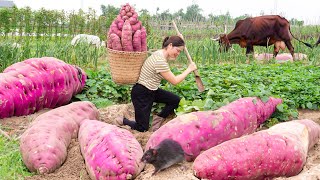 Harvesting Giant Sweet Potatoes & Make delicious cocooned sweet potatoes Goes to the market sell