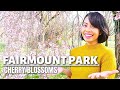 Fairmount Park Philadelphia Pennsylvania Cherry Blossoms