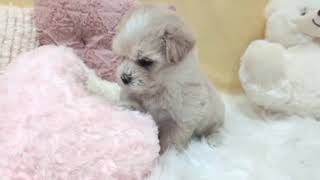 ハーフ犬の動画01