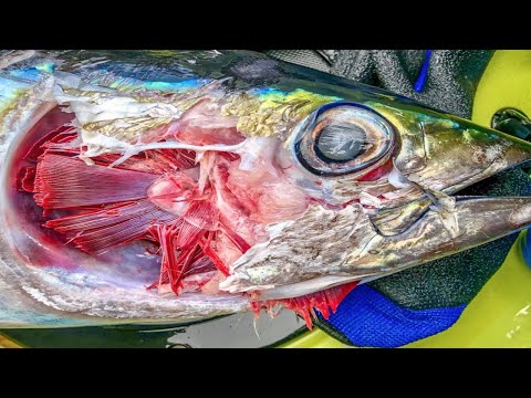 Zombie yellowfin tuna | Testing out the DIY kayak sail Part 1