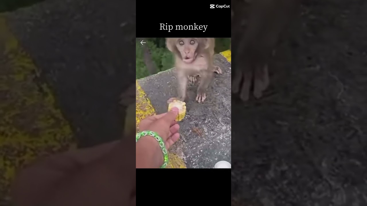 R.ip. monkey #sad #memes #monkey