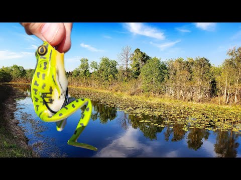 Lily Pad Fishing for Bass using Lunkerhunt Popping FROG