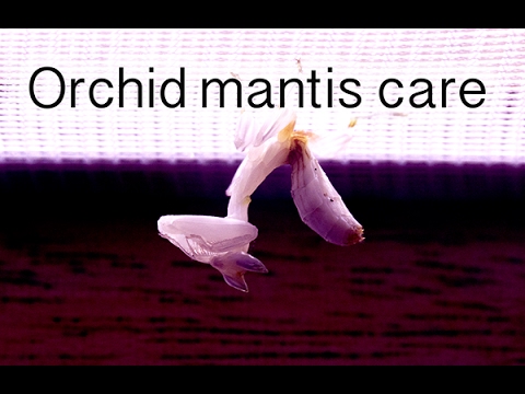 Orchid mantis care