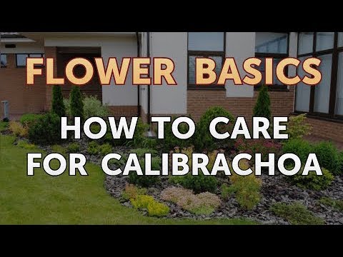 How to Get More Canna Lily Blooms