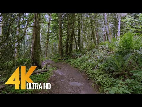 4K Virtual Forest Walk - 5 Hours Walking in the Woods, Grand Ridge Trail, Issaquah, WA