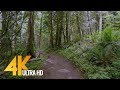 4K Virtual Forest Walk - 5 Hours Walking in the Woods, Grand Ridge Trail, Issaquah, WA - 4K Relaxation Channel 4K Virtual Forest Walk - 5 Hours Walking in the Woods, Grand Ridge Trail, Issaquah, WA