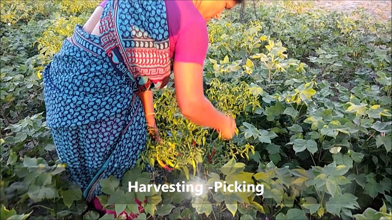 Ramanathapuram Chilli Video