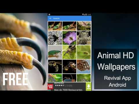 Animal HD Wallpapers Video