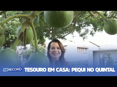 TESOURO EM CASA: LOUCOS POR PEQUI CULTIVAM PEQUIZEIRO NO QUINTAL