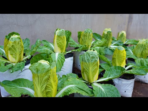 How to grow cucumbers to produce a lot of fruit in soil Bags at home