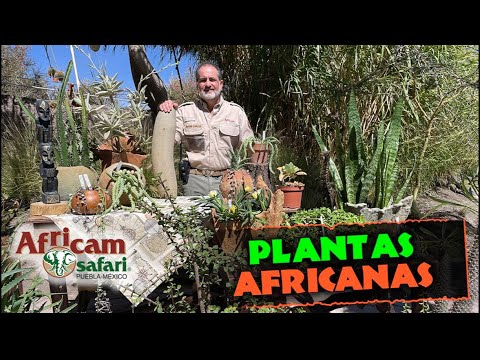 , title : 'Describiendo Plantas Africanas con Frank Carlos Camacho en Africam Safari 🪴🌱'