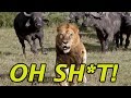 Buffalo Attack Lion Back Takes Sweet Revenge