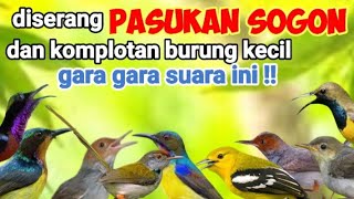 Download lagu Suara Pikat Sogon Ribut Dan Burung Kecil Terancam... mp3