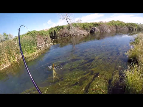 Størfiskeri i en lille å 2016