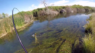 Sight Fishing for Sturgeon in a Creek!