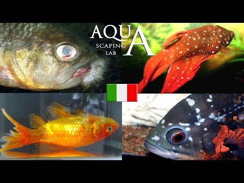 Aquascaping Lab - Malattie dei pesci, come curarle (puntini bianchi, corrosione delle pinne ecc..)