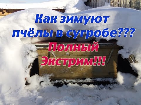 Эсктримальная зимовка пчёл в ульях лежаках под снегом в сугробе по две семейки, раскоп улья.