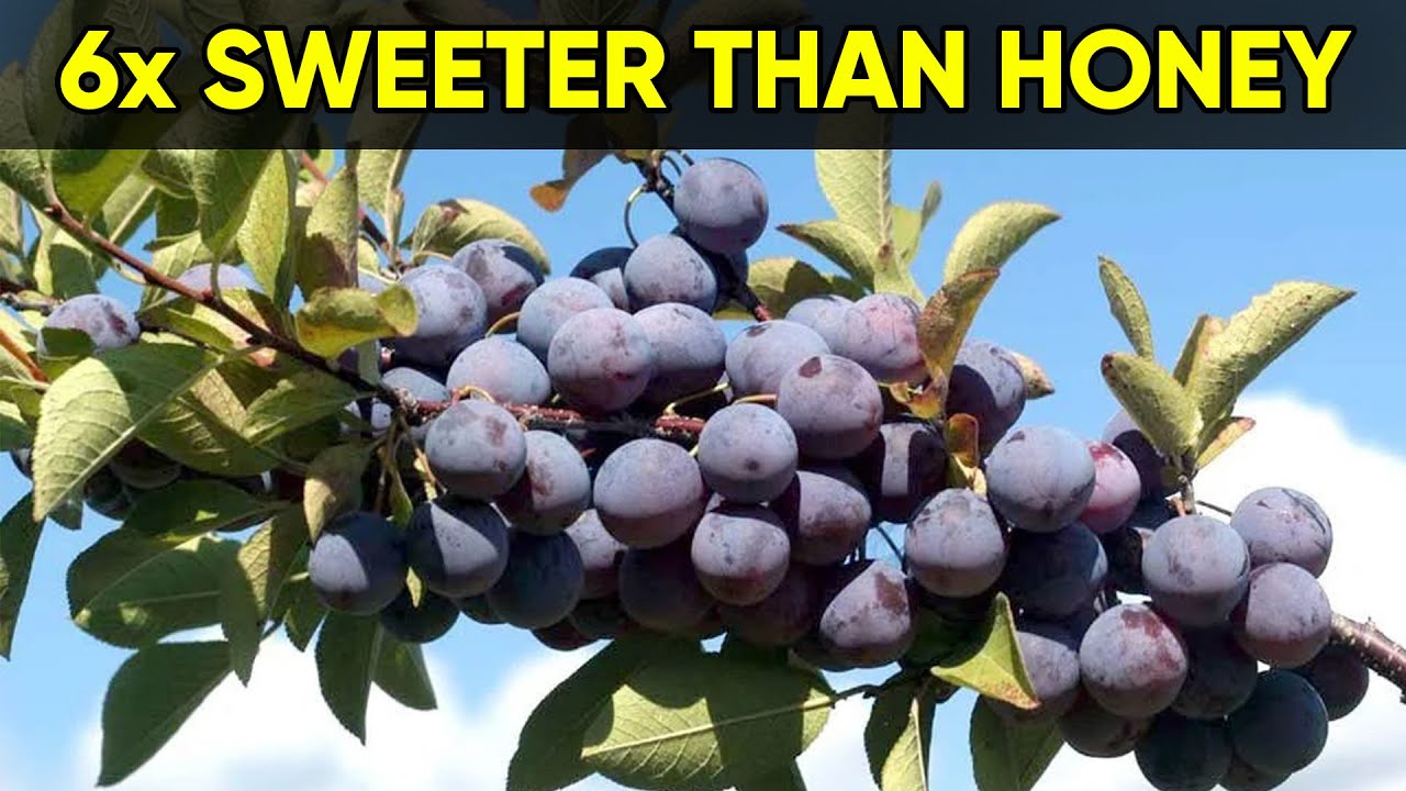 These 10 Wild Fruits Were Once Essential — Now Almost Forgotten!