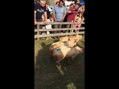 Schweinerennen in Kalch, 20.09.2015