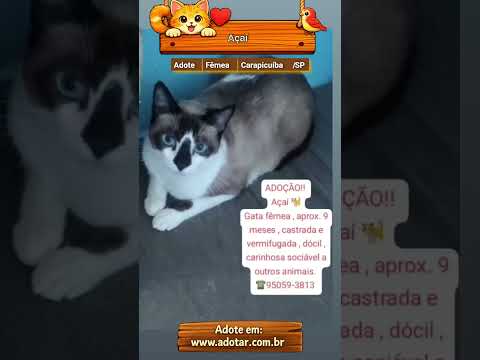 Vídeo de Açaí