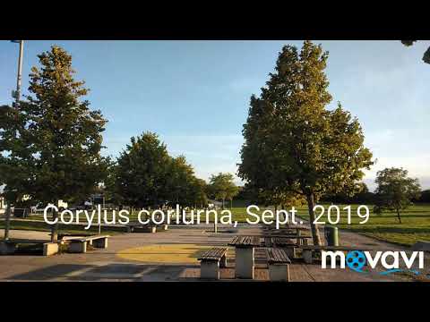 Corylus colurna (Turkish Hazel /Die Baum-Hasel)