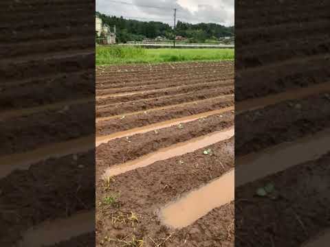 雨キャベツ、一般的な雨キャベツ 植物