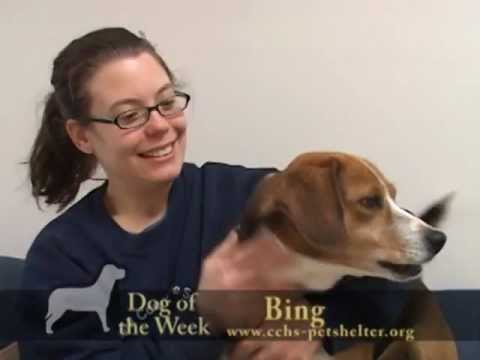 Bing, an adopted Beagle in Neillsville, WI_image-1