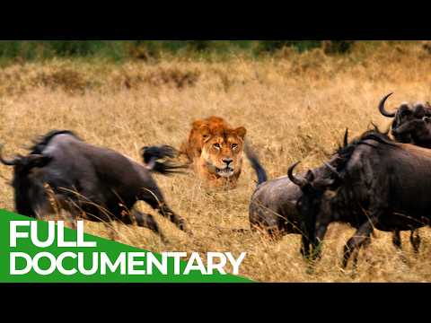 Africa s Deadliest: Masters of the Hunt