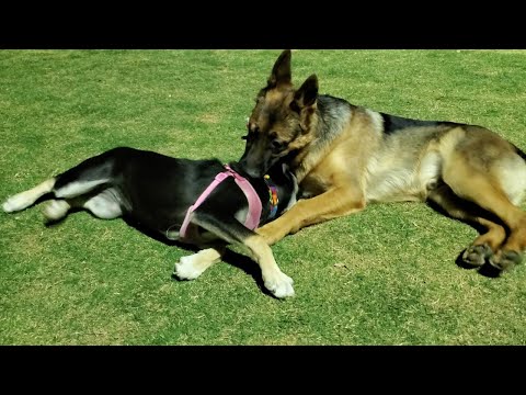 He's A LOVER NOT A FIGHTER German Shepherd JERICHO