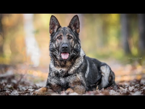 Greta von Pike's Spirit - Training 1/2023