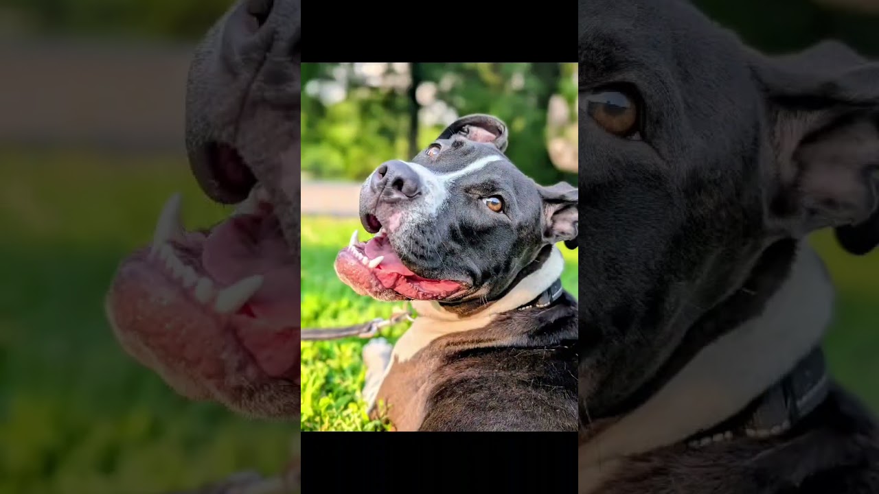 Enlarge Panda, a Adoptable mixed breed in Maybrook, NY video 6/6