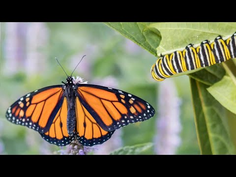 Inspiring Short: Christlike Transformation | Melissa P. Larson