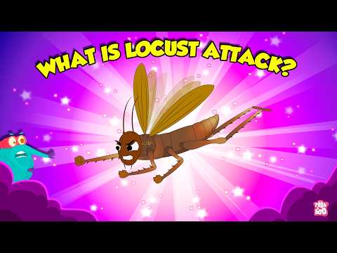 Are Locusts Dangerous? | What is Locust Infestation? | How Locust Destroy Crops? | Dr. Binocs Show