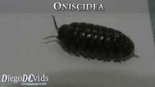 preview picture of video 'Armadillidium vulgare (Armadillidiidae - Oniscidea) pill-bug, pill woodlouse'