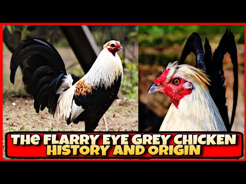 ALL ABOUT THE HISTORY OF FLARRY EYE GREY CHICKEN.