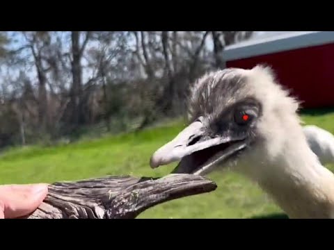 Kevin Will Dance While Biting Anything