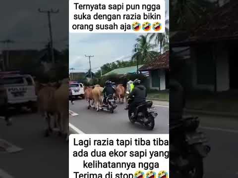 sapi ngamuk sama pak pol ‼️‼️ bikin ngakak ‼️‼️ hiburan lucu # #tipeketawa