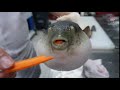 Puffer fish f**king chokes on a carrot