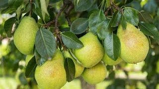 How to Grow Pear trees - Complete Growing Guide