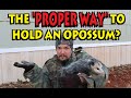 THE PROPER WAY TO HOLD AN OPOSSUM