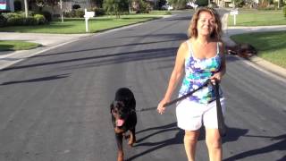 Walking a Rottweiler - Bark Busters Home Dog Training of Fort Myers - Patrick Logue