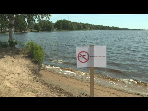 Giftalger blommar i Skåne - nu varnas badare - Nyheterna (TV4)