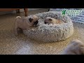 Pug dogs for sale: Mister - Video 1
