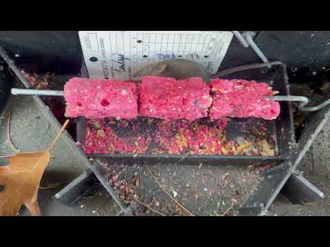 Mouse Feeding on Our Bait in Oakhurst, NJ