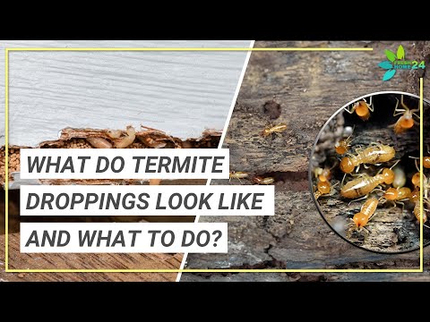 What are Termite Droppings? | What Do Termite Droppings Look Like?
