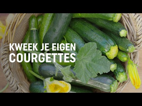 , title : 'Courgettes zaaien, kweken en oogsten | DIY video | Pokon: Groen doet je goed!'