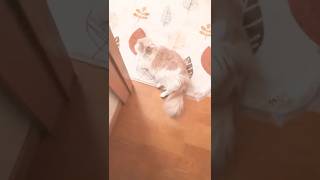 もふ猫日和#Shorts #マンチカン #メインクーン #ネコ執事