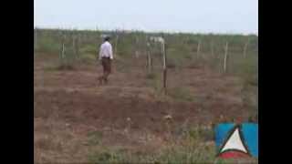 preview picture of video 'Projeto de irrigação vai ampliar a produção de agricultores familiares de Ribeira do Amparo'