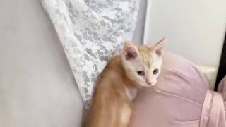 マンチカンの動画01